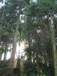 Sun shining through the trees on top of the south hill